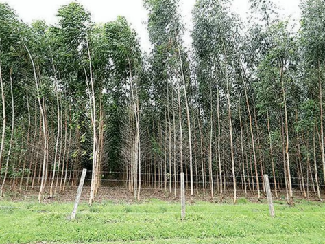 Eucalyptus 1
